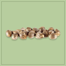 Seeds